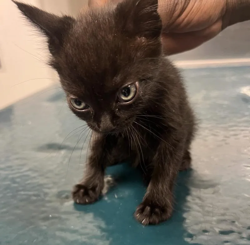 A young medium-sized male Black Domestic Short Hair cat named Silas for adoption in Mobile, AL