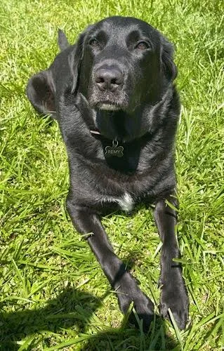 An adult extra large-sized male Black Labrador Retriever dog named Remy for adoption in Killingworth, CT