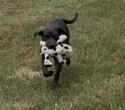 A young medium-sized male Black Catahoula Leopard Dog dog named Smokey for adoption in Hawkins, TX