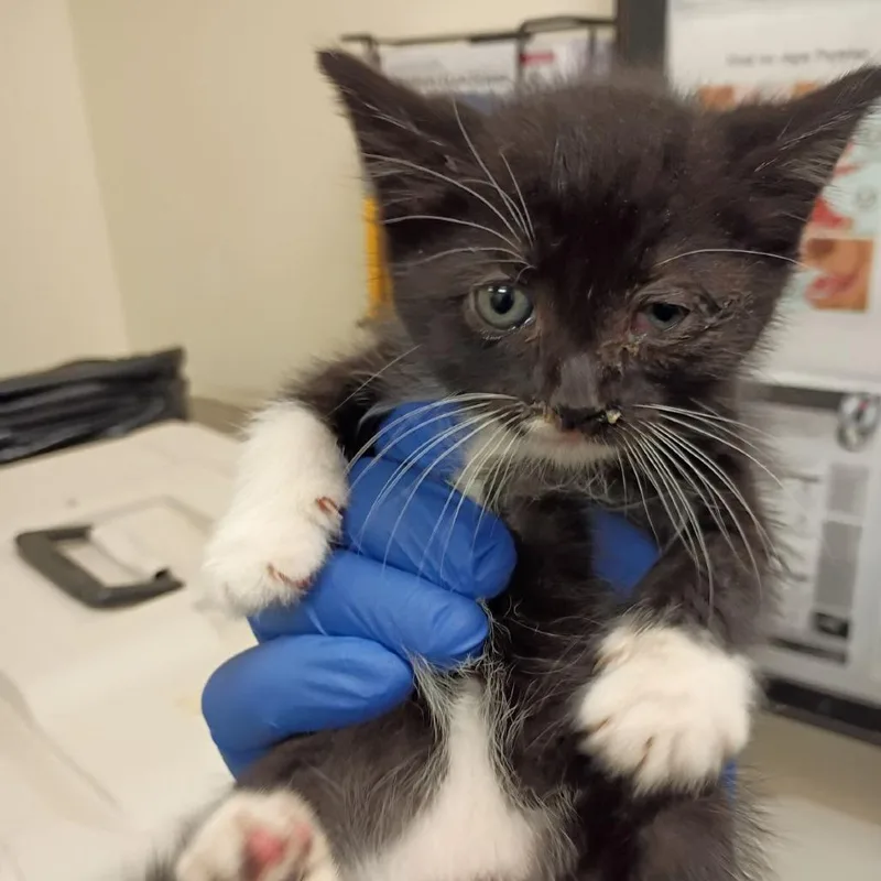 A baby small-sized female Black Domestic Medium Hair cat named Carrie for adoption in Lynchburg, VA
