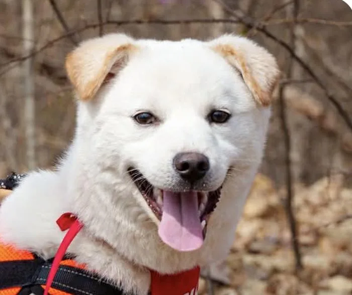 A baby medium-sized male Jindo dog named Cass for adoption in San Ramon, CA