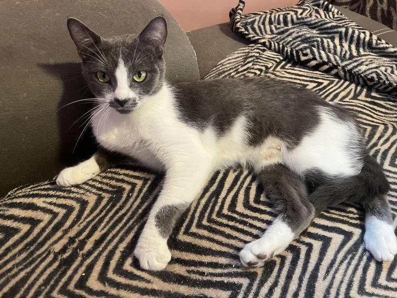 A young medium-sized female Gray & White Domestic Short Hair cat named Cleopatra for adoption in Buffalo, NY