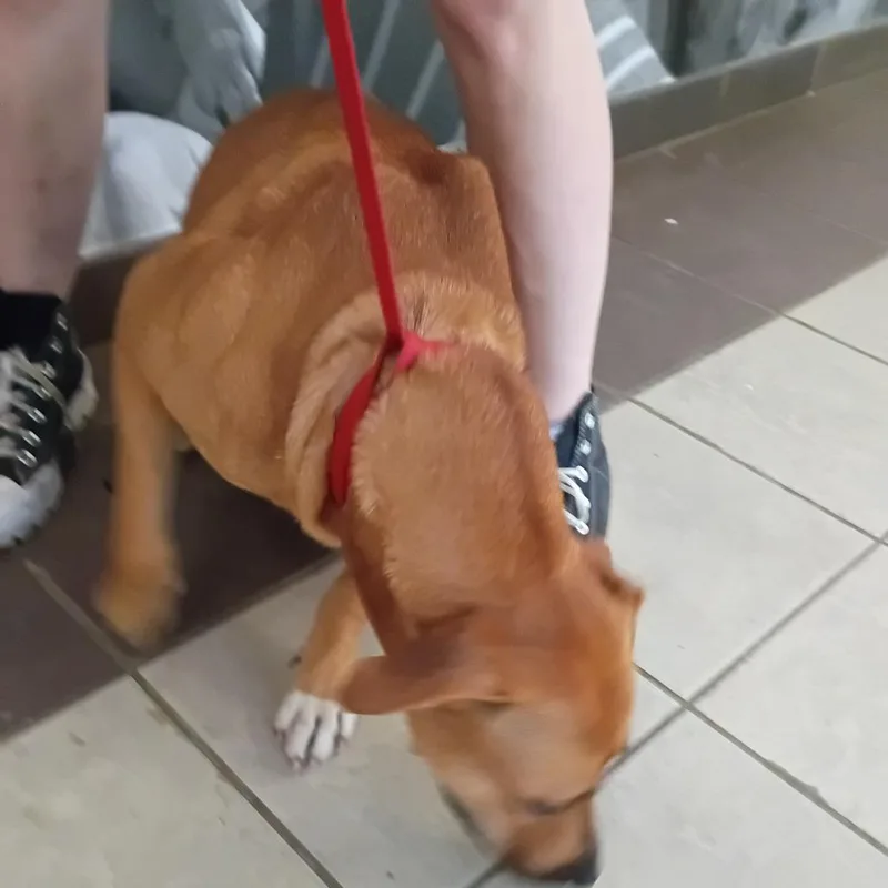 An adult medium-sized female Brown / Chocolate Mixed Breed dog named StrayDoubleChurchesRoad for adoption in Columbus, GA