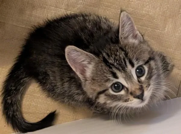 Emerald thumbnail 5