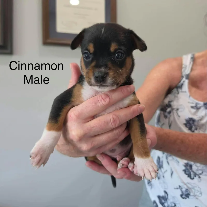 A baby medium-sized male Australian Cattle Dog / Blue Heeler dog named Cinnamon for adoption in PLAINFIELD, CT