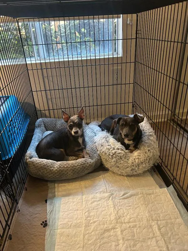 A young small-sized male Terrier dog named Lewis for adoption in San Diego, CA