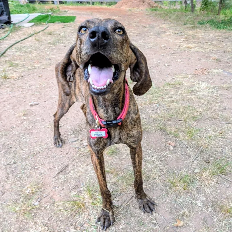 A young medium-sized female Brindle Plott Hound dog named Fresca for adoption in Wake Forest, NC