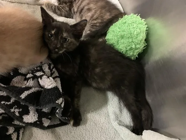 A baby small-sized female Domestic Short Hair cat named Ms.puff for adoption in Grand Prairie, TX
