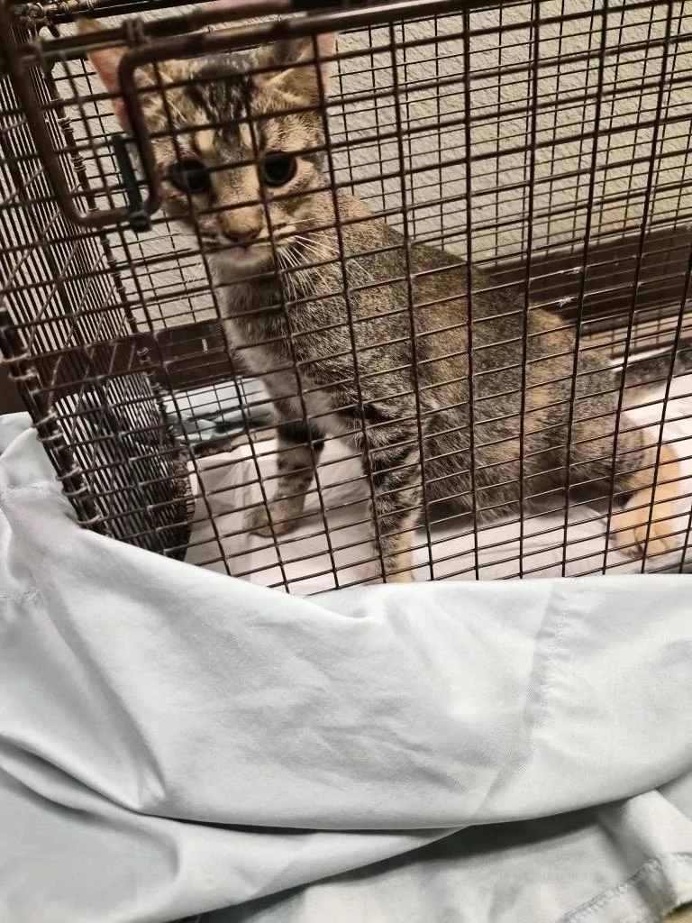 A young medium-sized female Domestic Short Hair cat named Patisserie for adoption in New Braunfels, TX