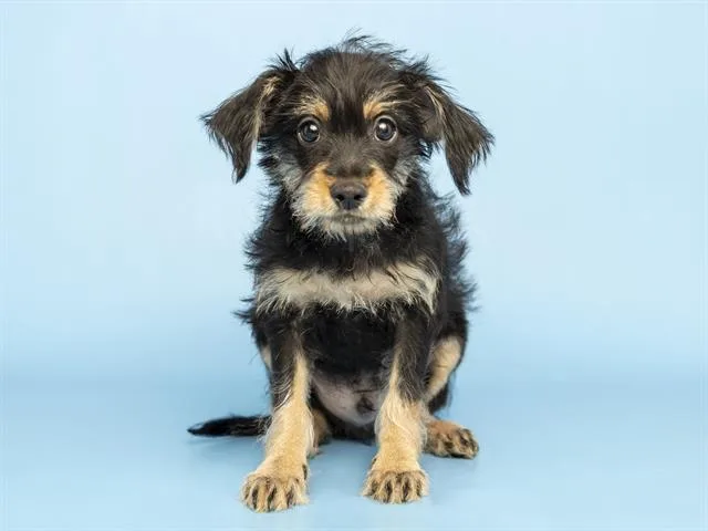 Pepper