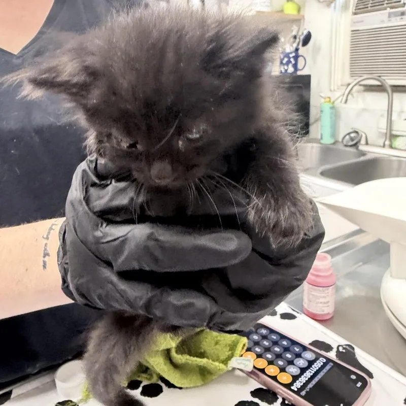 A baby small-sized male Domestic Medium Hair cat named Raisin for adoption in Medford, OR