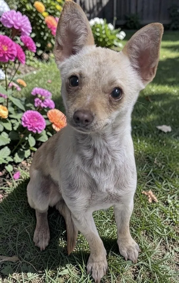 An adult small-sized female Apricot / Beige Chihuahua dog named Tiny Dancer for adoption in Los Angeles, CA