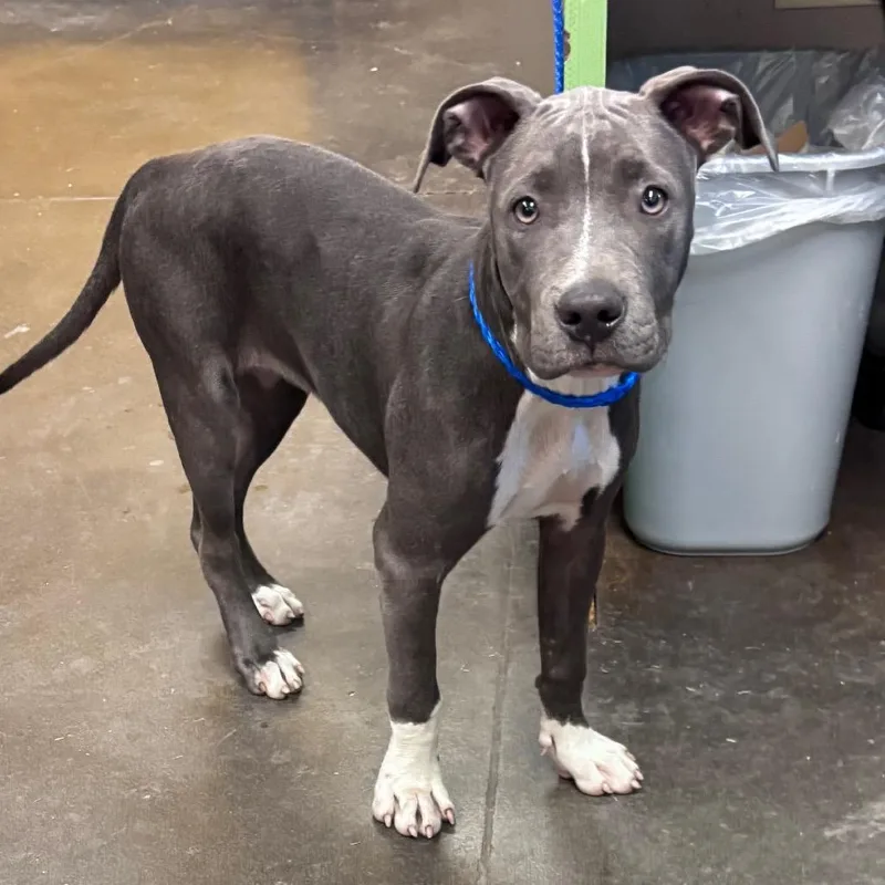 A baby medium-sized female Gray / Blue / Silver Pit Bull Terrier dog named Gracie for adoption in Norman, OK
