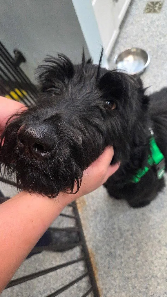 A young large-sized male Schnauzer dog named Oscar for adoption in Sayreville, NJ