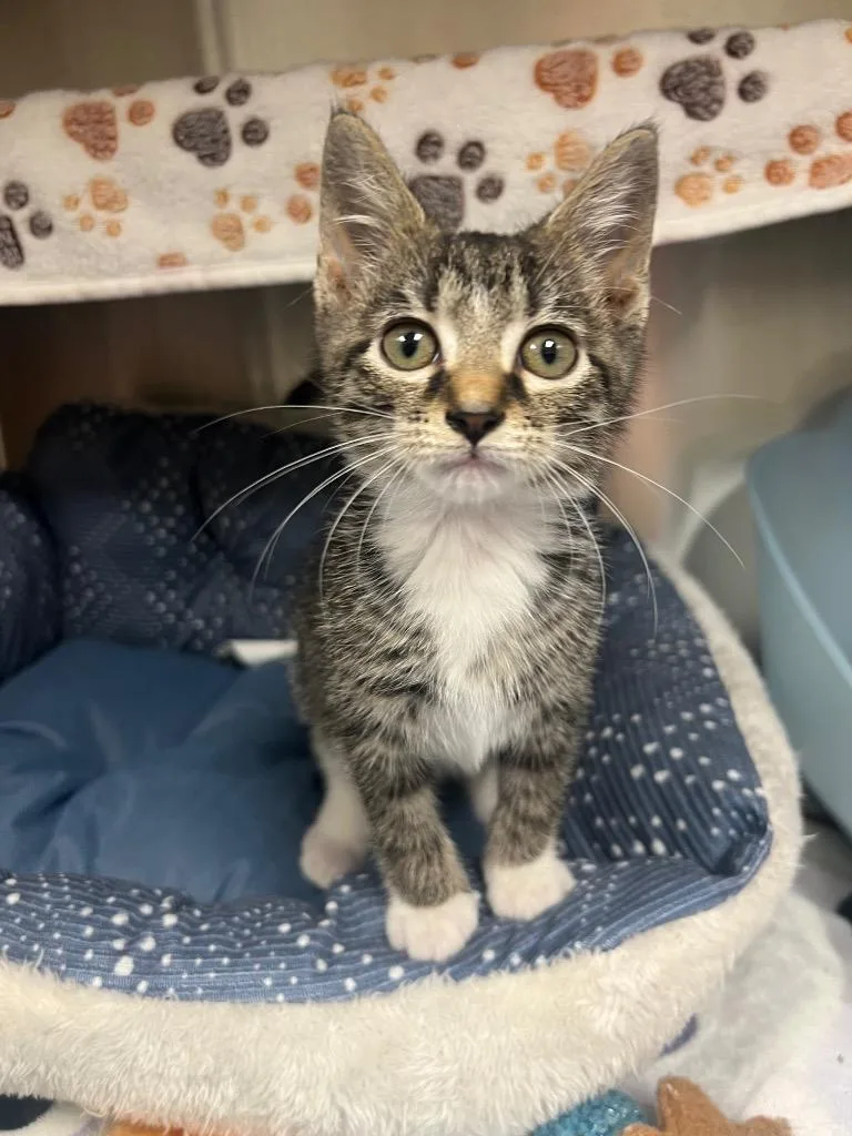 A baby medium-sized male Domestic Short Hair cat named BoBo for adoption in Greeneville, TN