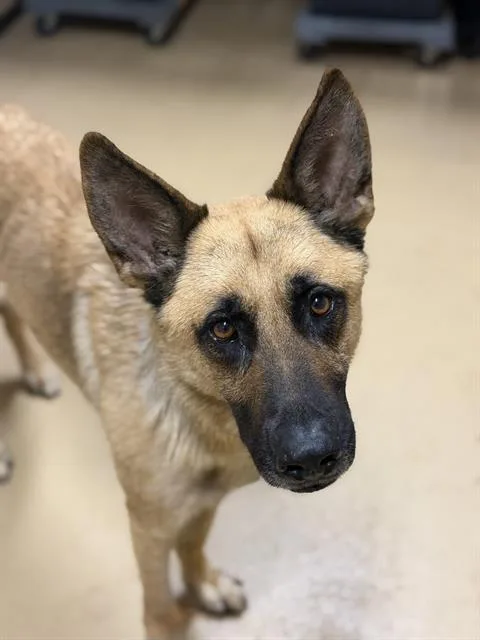 An adult small-sized male German Shepherd Dog dog named Del Taco for adoption in Chula Vista, CA