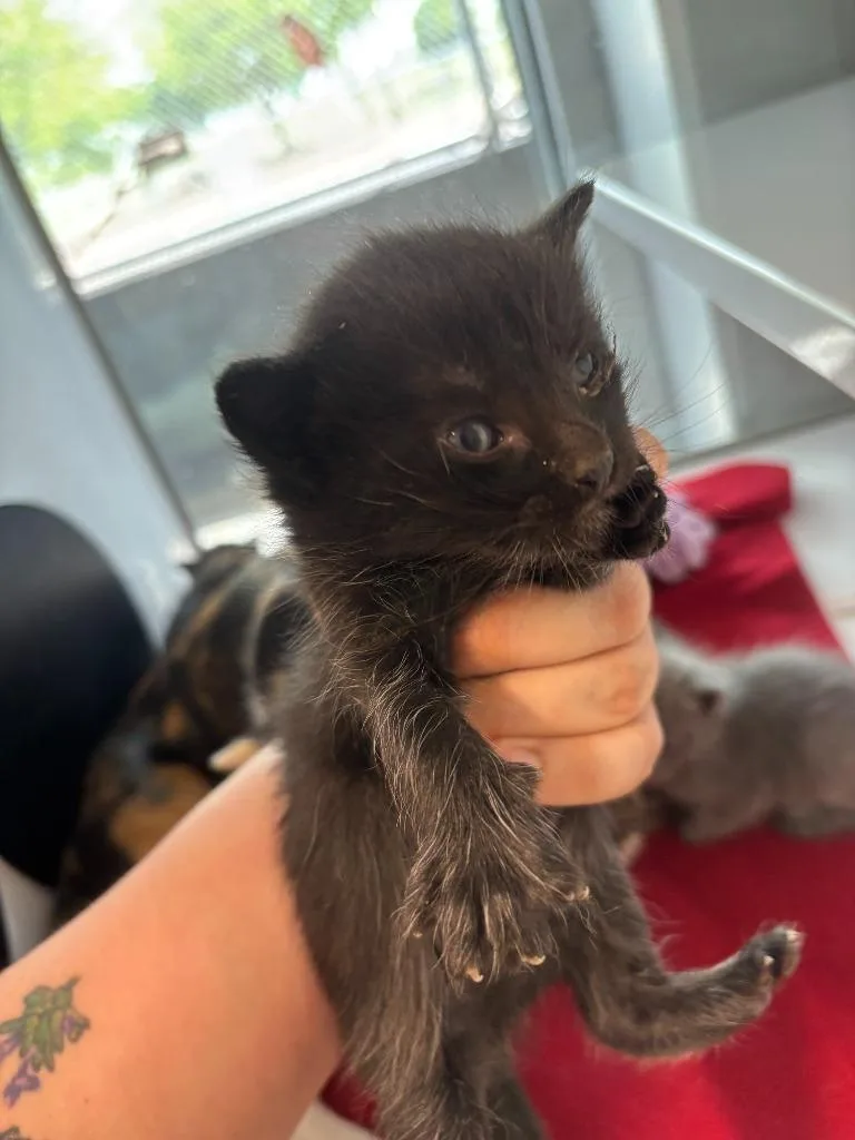 A baby small-sized male Abyssinian cat named Safeway for adoption in Mustang, OK