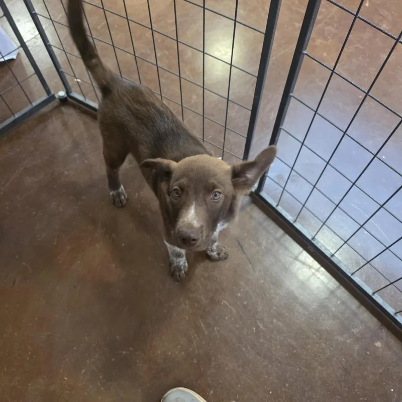 A baby medium-sized male Husky dog named Bingo for adoption in Midland, TX