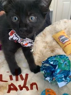 A baby medium-sized female Black Domestic Short Hair cat named Lily Ann for adoption in Mechanicsburg, PA