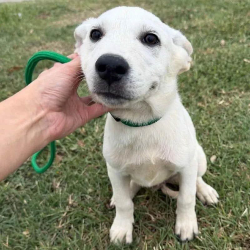 A baby medium-sized male White / Cream Australian Cattle Dog / Blue Heeler dog named Cosmo for adoption in Aledo, TX