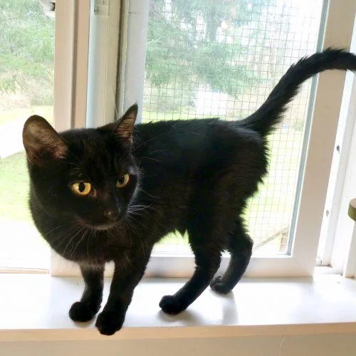 A young small-sized female Black Domestic Short Hair cat named Precious for adoption in Vashon Island, WA