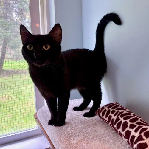 Precious thumbnail 3