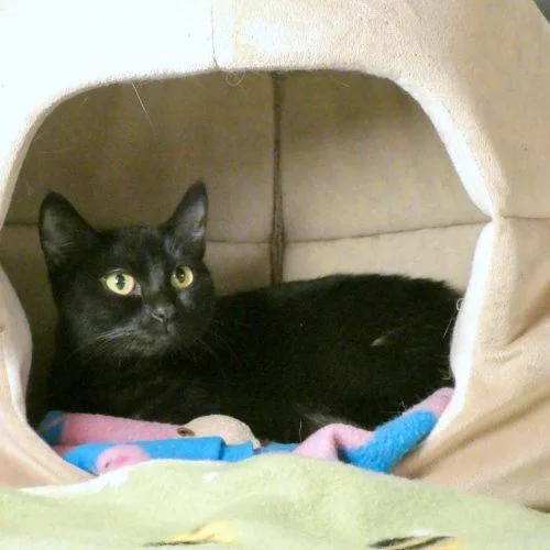 Precious thumbnail 4