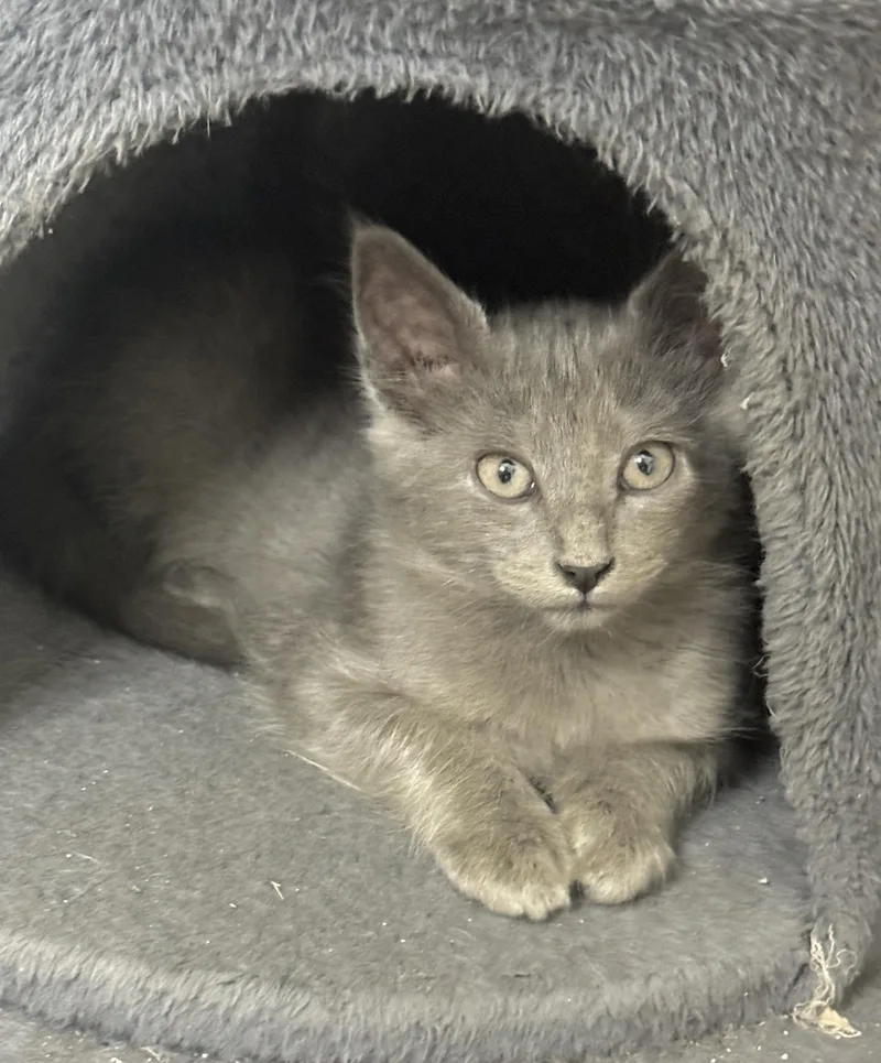 A baby small-sized male Gray / Blue / Silver Domestic Long Hair cat named Pawdre for adoption in Houston, TX