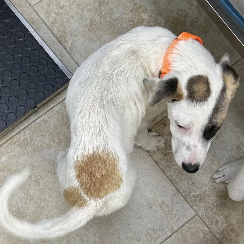 A baby small-sized male White / Cream Mixed Breed dog named Mario for adoption in Houston, TX