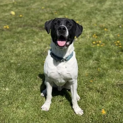 An adult large-sized male White / Cream Boxer dog named Bruce for adoption in Ashtabula, OH