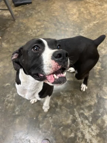 An adult medium-sized female Boxer dog named Blaze for adoption in Osage Beach, MO
