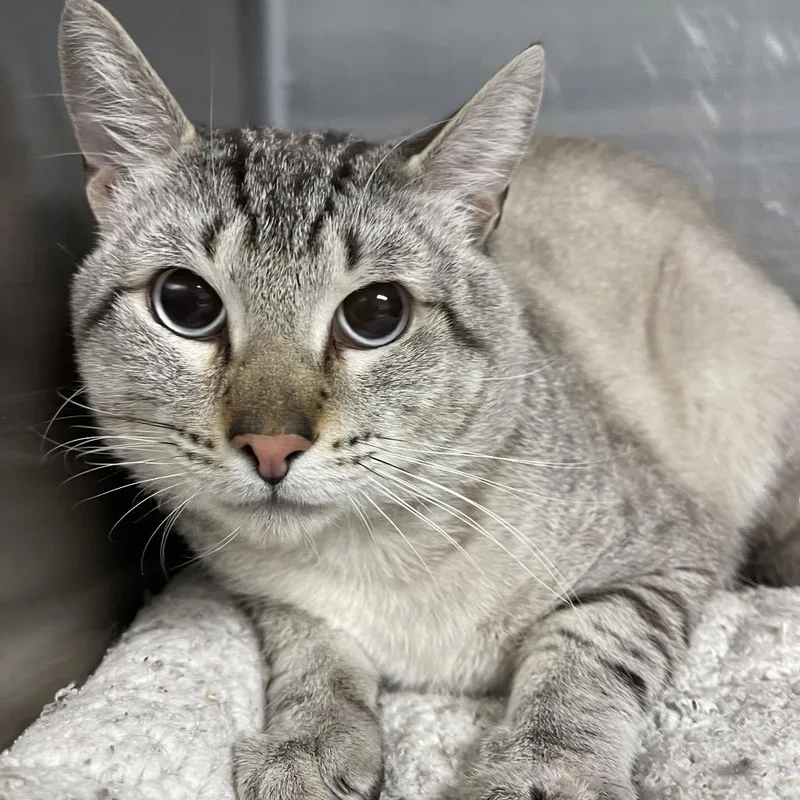 An adult small-sized male Gray / Blue / Silver Domestic Short Hair cat named Anderson for adoption in Casa Grande, AZ