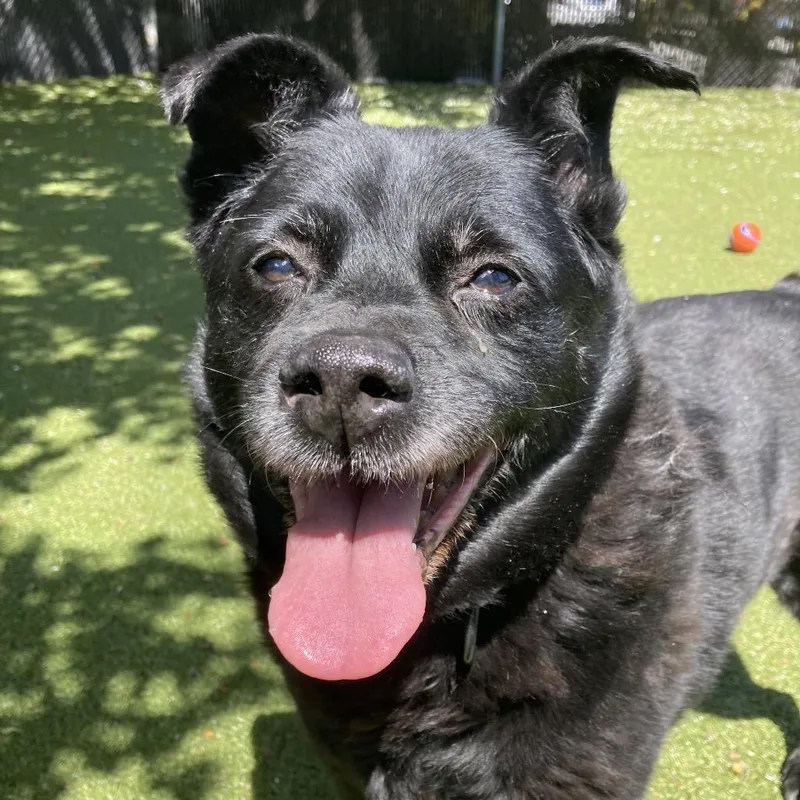 A senior medium-sized female Black Labrador Retriever dog named Mama for adoption in Providence, RI