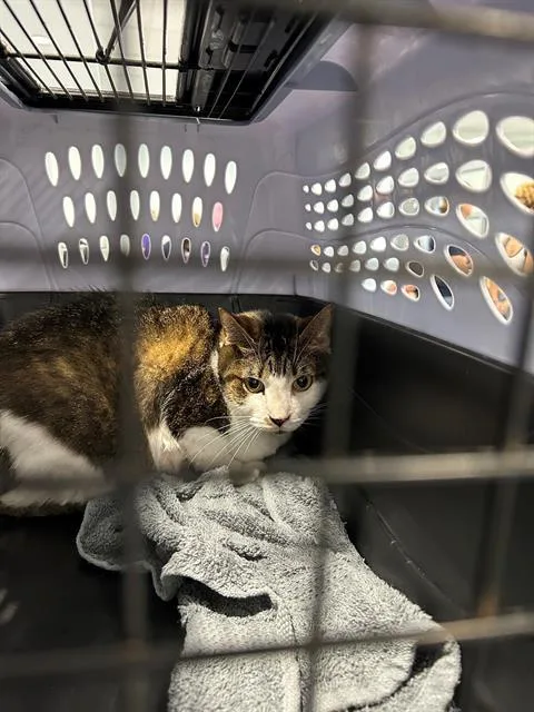 An adult medium-sized female Domestic Short Hair cat named Sahara for adoption in Charlotte, NC
