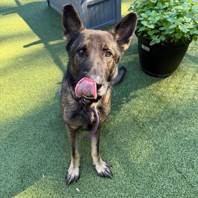 An adult large-sized male German Shepherd Dog dog named Animal Cop Houston for adoption in Greensboro, NC