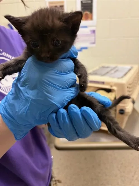A baby small-sized male Domestic Short Hair cat named Diablo for adoption in Brighton, CO