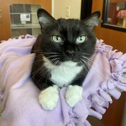 An adult medium-sized female Black & White / Tuxedo Domestic Short Hair cat named Arya for adoption in Rochester, MN