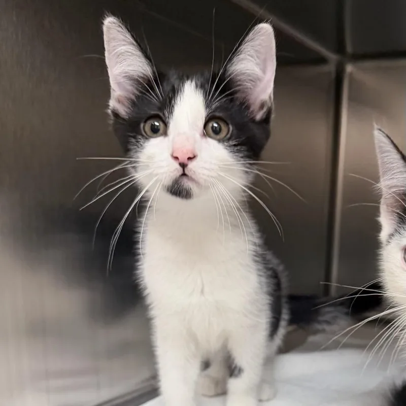 A baby small-sized female Black Domestic Short Hair cat named Georgia for adoption in Springfield, MA