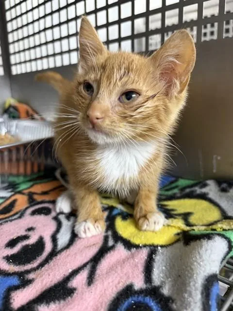 A baby medium-sized female Domestic Short Hair cat named Riley for adoption in Chester, SC