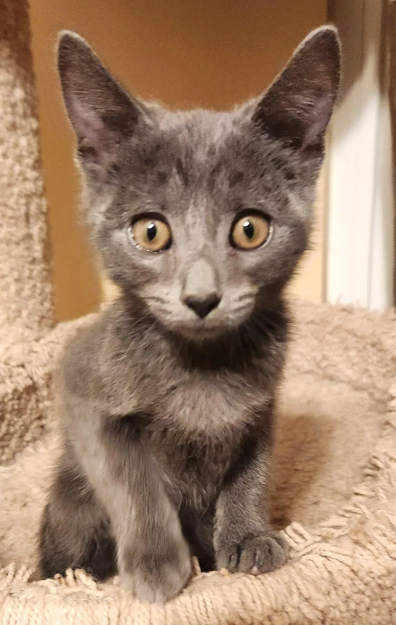 A baby medium-sized male Gray / Blue / Silver Domestic Short Hair cat named Nathan for adoption in Shawnee, KS