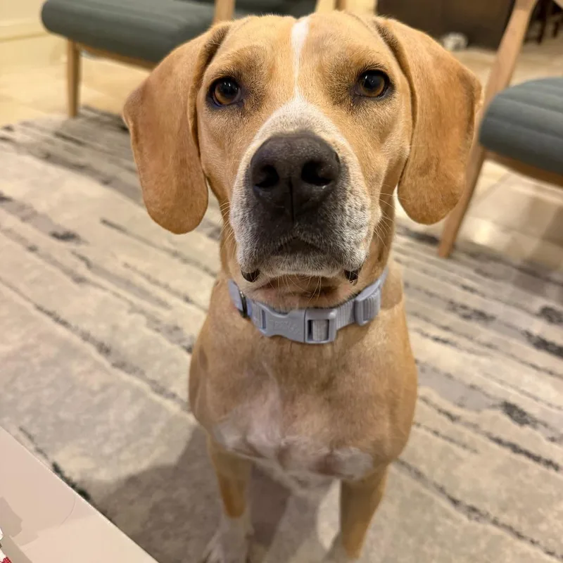 An adult medium-sized female Labrador Retriever dog named Good Charolette D for adoption in Minnetonka, MN