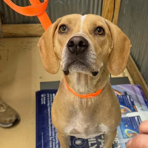 Good Charolette D thumbnail 5