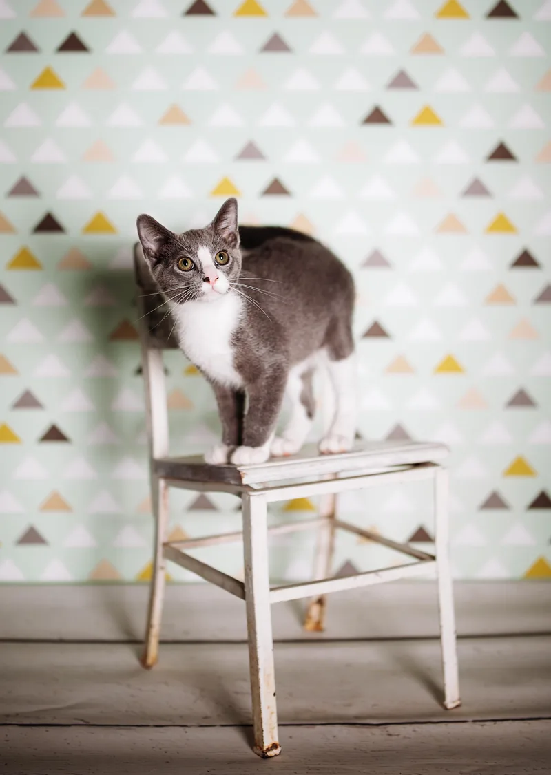 A young small-sized male Gray & White American Shorthair cat named Nehi for adoption in Readyville, TN