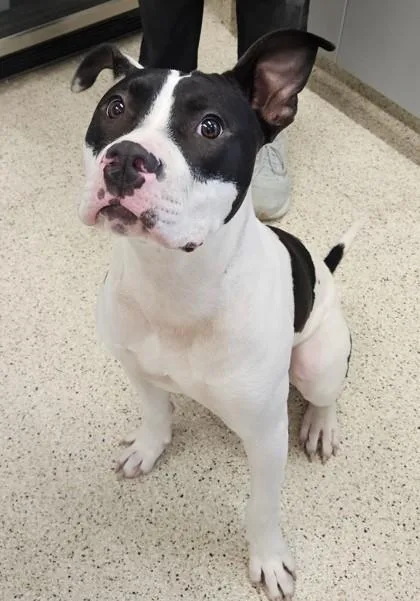 An adult medium-sized male Mixed Breed dog named Moo for adoption in Lafayette, IN