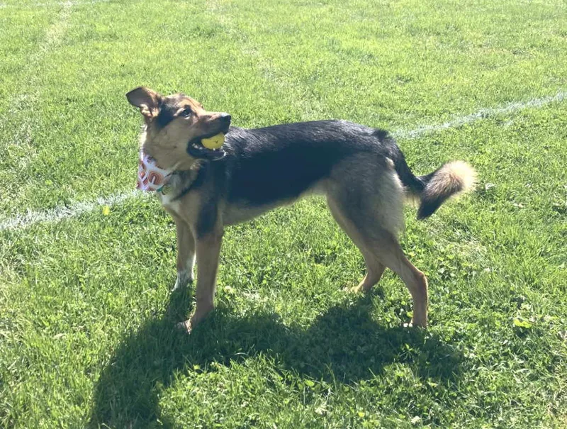 A young large-sized female German Shepherd Dog dog named Lulu for adoption in Pleasant Grove, CA