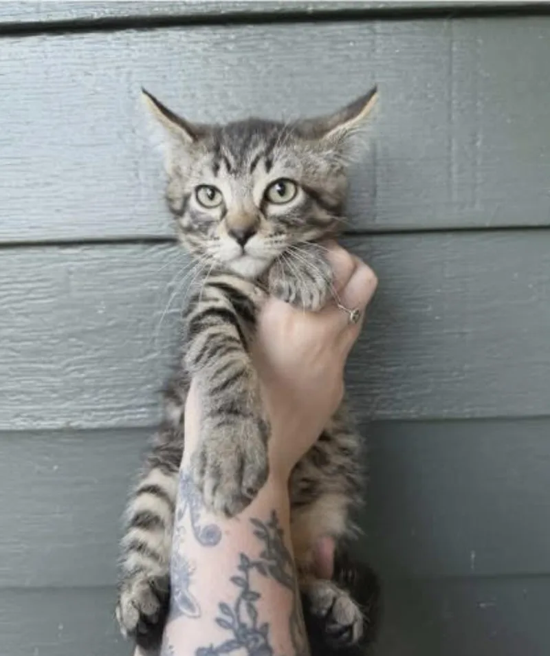 A baby medium-sized male Tabby (Brown / Chocolate) Domestic Short Hair cat named Brussel for adoption in Eugene, OR