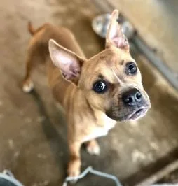 An adult medium-sized female Mixed Breed dog named Bugsy for adoption in West Chester, PA