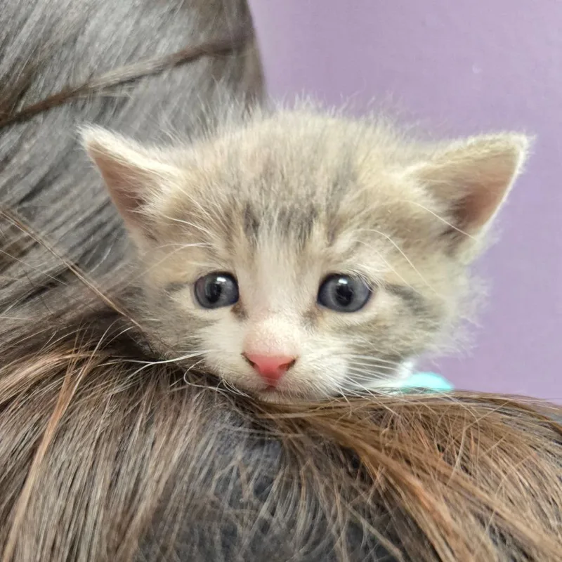 A baby small-sized male Orange / Red Domestic Short Hair cat named Oriole for adoption in Albuquerque, NM