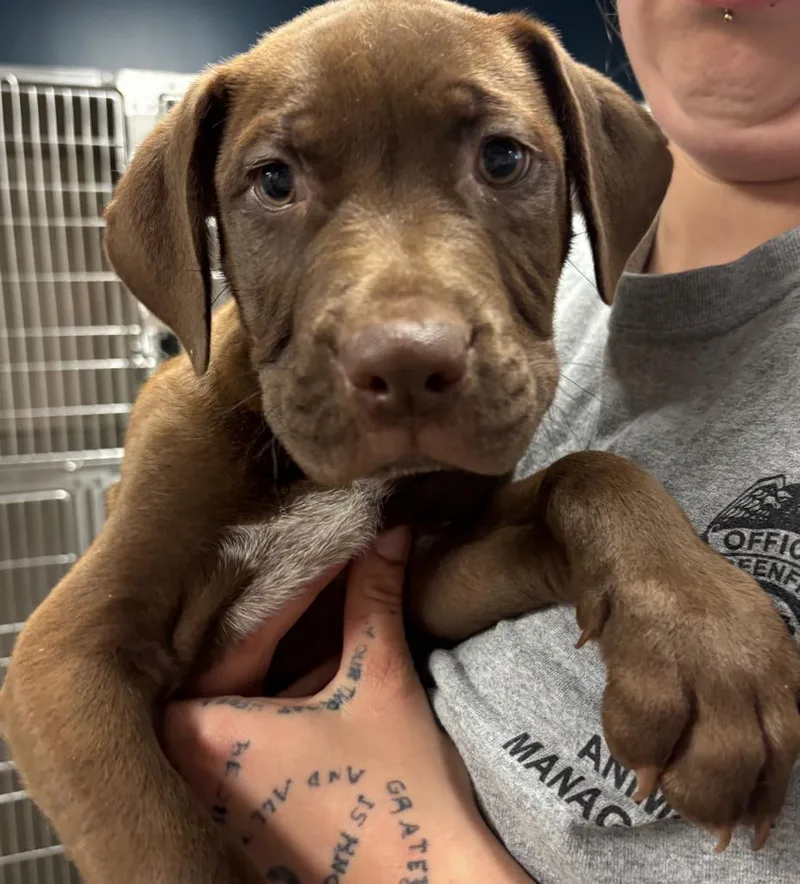 A baby small-sized male Mixed Breed dog named Scooter for adoption in Greenfield, IN