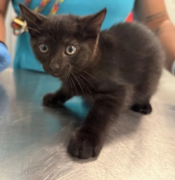 A baby small-sized female Domestic Short Hair cat named Dora for adoption in Ridgewood, NY